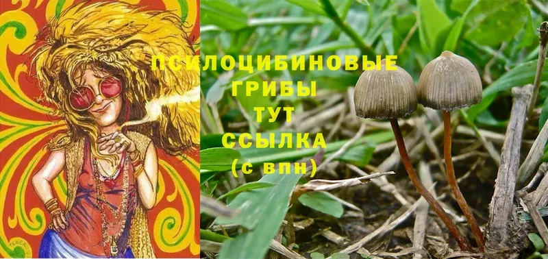 Псилоцибиновые грибы Cubensis  Белозерск 